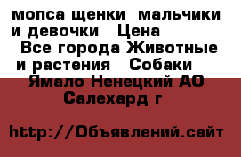 мопса щенки -мальчики и девочки › Цена ­ 25 000 - Все города Животные и растения » Собаки   . Ямало-Ненецкий АО,Салехард г.